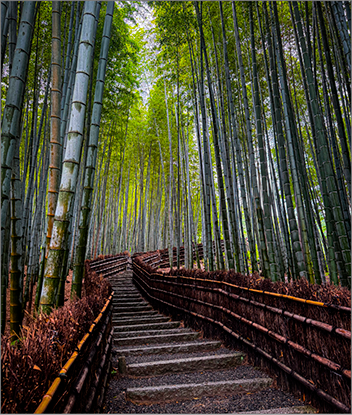 LandscapeBamboo